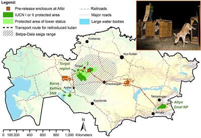 Post-release Movement Behaviour and Survival of Kulan Reintroduced to the Steppes and Deserts of Central Kazakhstan